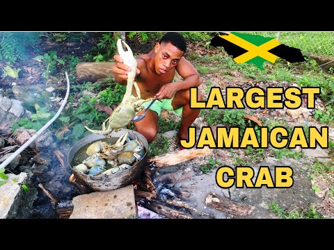 Crab Catch And Cooked Jamaican Crab Season