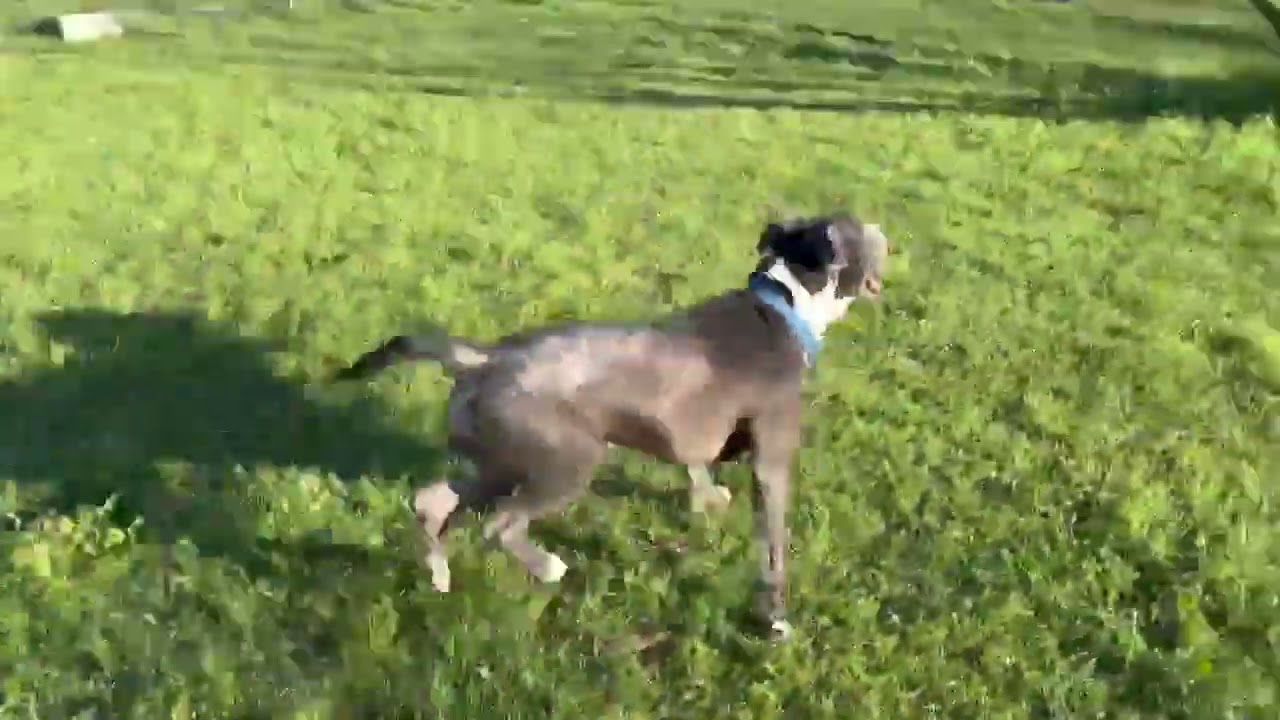Enlarge Smoke, a Adoptable mixed breed in Hartsville, SC video 6/6