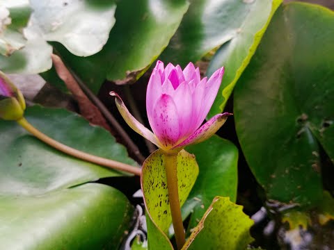Small pot of lotus plant | Easy way to grow lotus plants at home