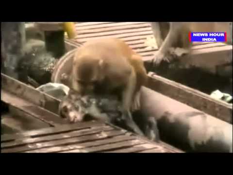Monkey saves dying friend at India’s Kanpur railway station: VIDEO