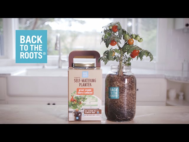 الزارعة من النافذة:  الطماطم الكرزية العضوية من Back to the Roots®