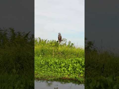 Ciénega de Pijiño del Carmen - Santa Cruz de Mompox #canon #colombia #fotografia #viajeros_en_foco