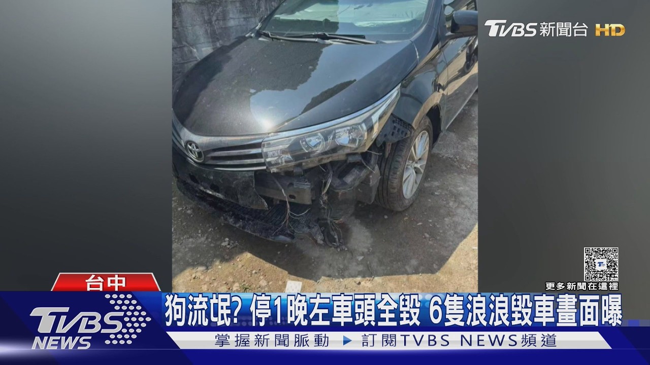 影音/浪浪「圍毆黑轎車」車頭全毀 咬累趴地休息車主傻眼