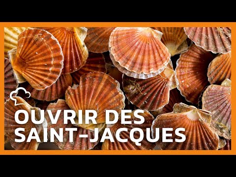 Ouvrir et préparer une Saint-Jacques