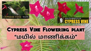 mayil manickam plant/cypress vine plant uses|மயில் மாணிக்கம் செடி வளர்ப்பு