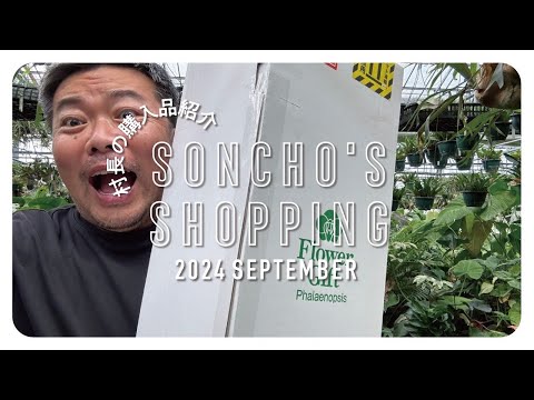 あなたの熱帯植物コレクションに素晴らしい追加を加えま​​しょう。フィットニアのケアについて知っておくべきことは何ですか?  庭園