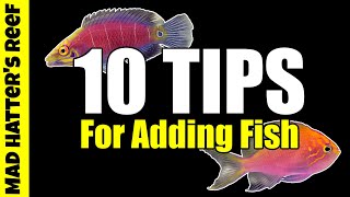 10 Tips For Adding Saltwater Fish to Your Aquarium