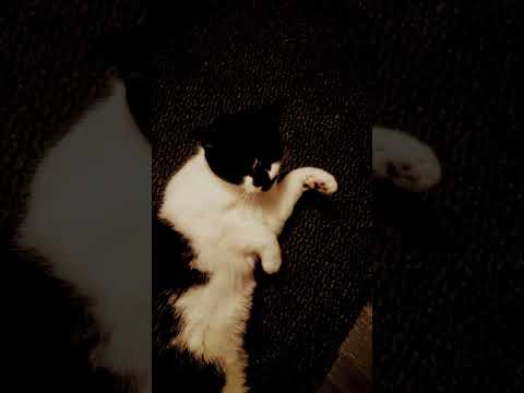 I love being in the video #pets #petlovers #petsvlog #pet #catlovers #cats #cat #cat #mono