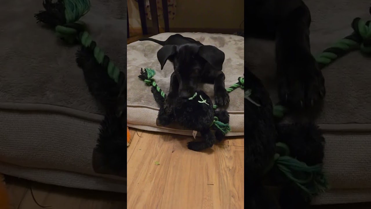 Enlarge Cocoa, a ADOPTABLE mixed breed in Bellingham, WA video 4/5