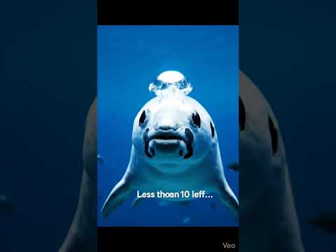 Meet the Vaquita The rarest marine mammal #rare #cute #mamal #wildlife #nature #4k #shorts #viral