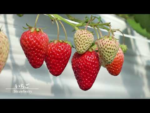 山梨県南アルプス市で「美味しいいちご狩り🍓」Strawberry picking in Minami-Alps City