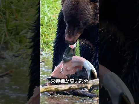 なぜクマは捕まえた鮭を残すのか？