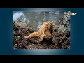 ENVIRONMENT WATCH ON ITV