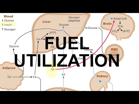 Metabolic Fuel & Starvation
