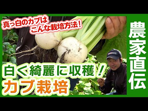 5月カブ、5月カブ 植物