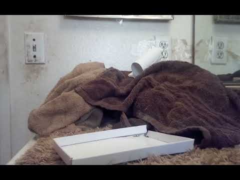 How to reinstall Fingerprint Sensor Wiko Voix U616at Metro By T Mobile Phone