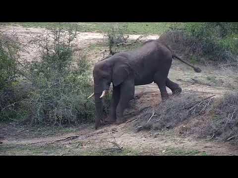 Djuma: Elephant bull does the Djuma Dam Slide - 10:44 - 10/06/20