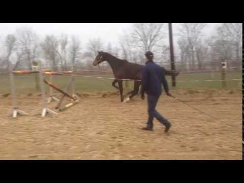 Holsteiner State Premium mare with mare test by URIKO x Carpaccio (*2013)