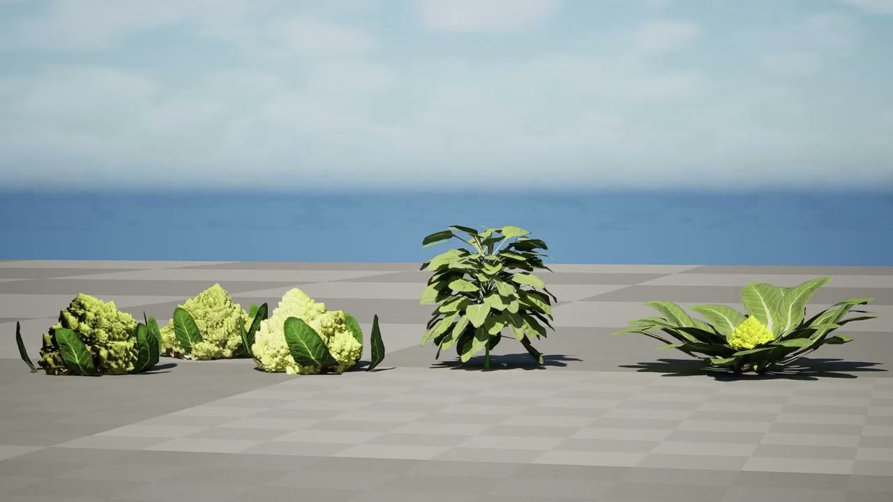 Romanesco vegetable plants 3D Model