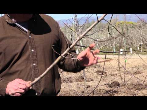 Growing Apples and Cherries from Seeds and Pits