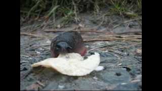 CAPTAIN BEEFHEART -- PENA (FAST AND BULBOUS)