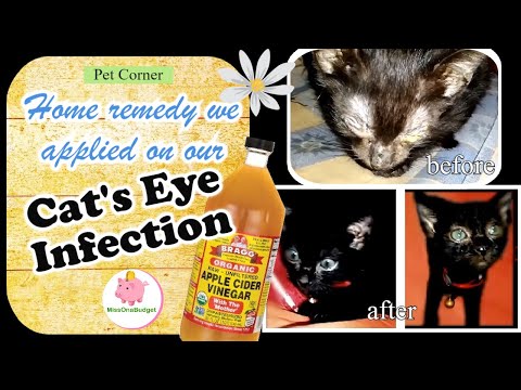 CAT EYE INFECTION - HOME REMEDY (for our newly adopted cat) ❤️ MissOnaBudget