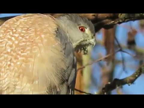 03/16/18 Male Cooper's Hawk @ Neely Nest by Kent Wa 3806-106