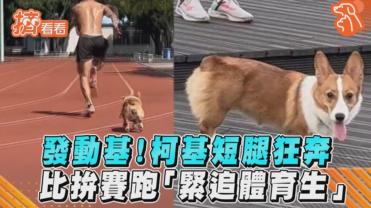 影音／無敵噴射基開turbo！柯基短腿狂奔　賽道「緊追體育生」