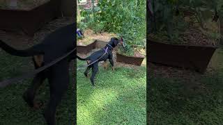 Video preview image #1 Rottweiler Puppy For Sale in Mooresville, NC, USA
