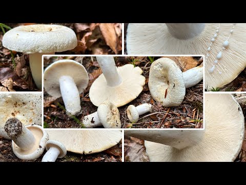 Pfeffermilchling Verwechslung | Langstieliger Pfeffermilchling | Lactarius / Lactifluus piperatus