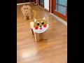 How To Make Cute Toys Out Of Cardboard Box DIY Cat And Dog Diy Papercraft Tutorial