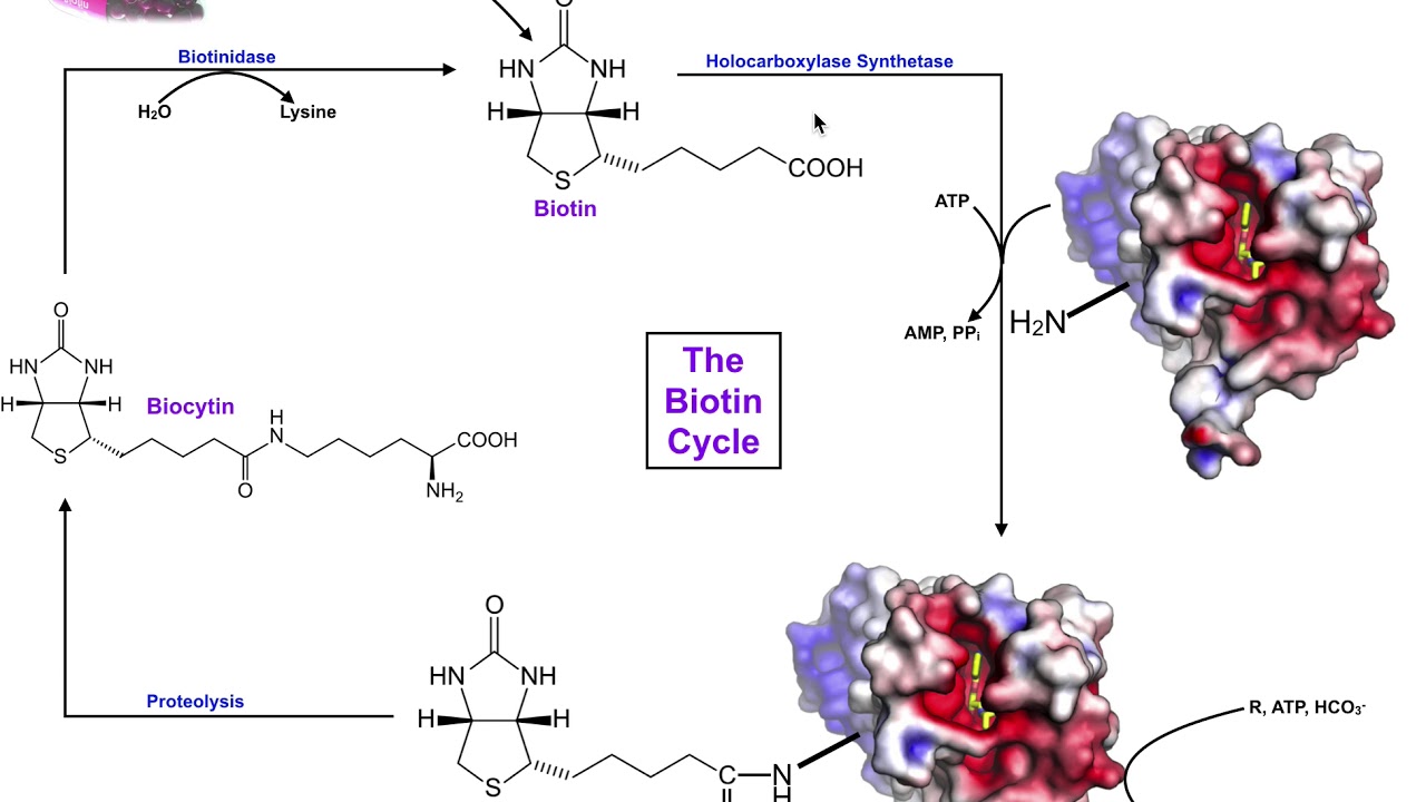 The Biotin Cycle | Mammalian Biotin (Vitamin B7) Metabolism & Processing