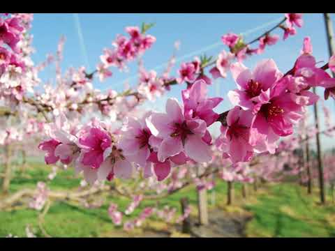 Sakura (Cherry Blossoms) Arr. Mike Story {with French Horn}
