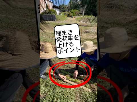 キュウリの種まきを成功させる方法