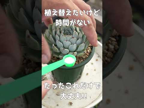 サボテンの植え替え:苦労せずに行う方法は次のとおりです トピックス