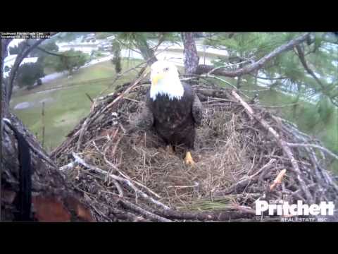 SWFLEagles~First Mating ON The Nest - Took Us All By Surprise!~11-8-14