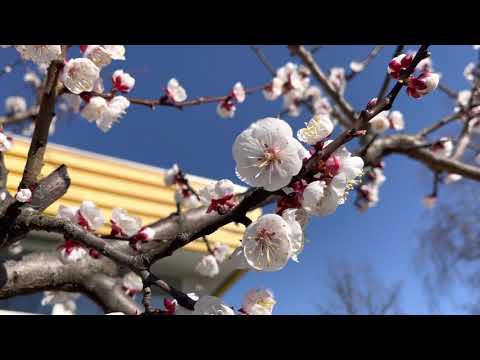 Natural / Summer hits 2021/ paris/ flowers/beauty of nature (by shamimakabir)