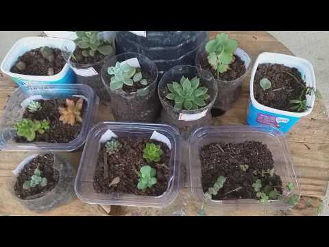 Meus  presentes  de Natal  chegaram