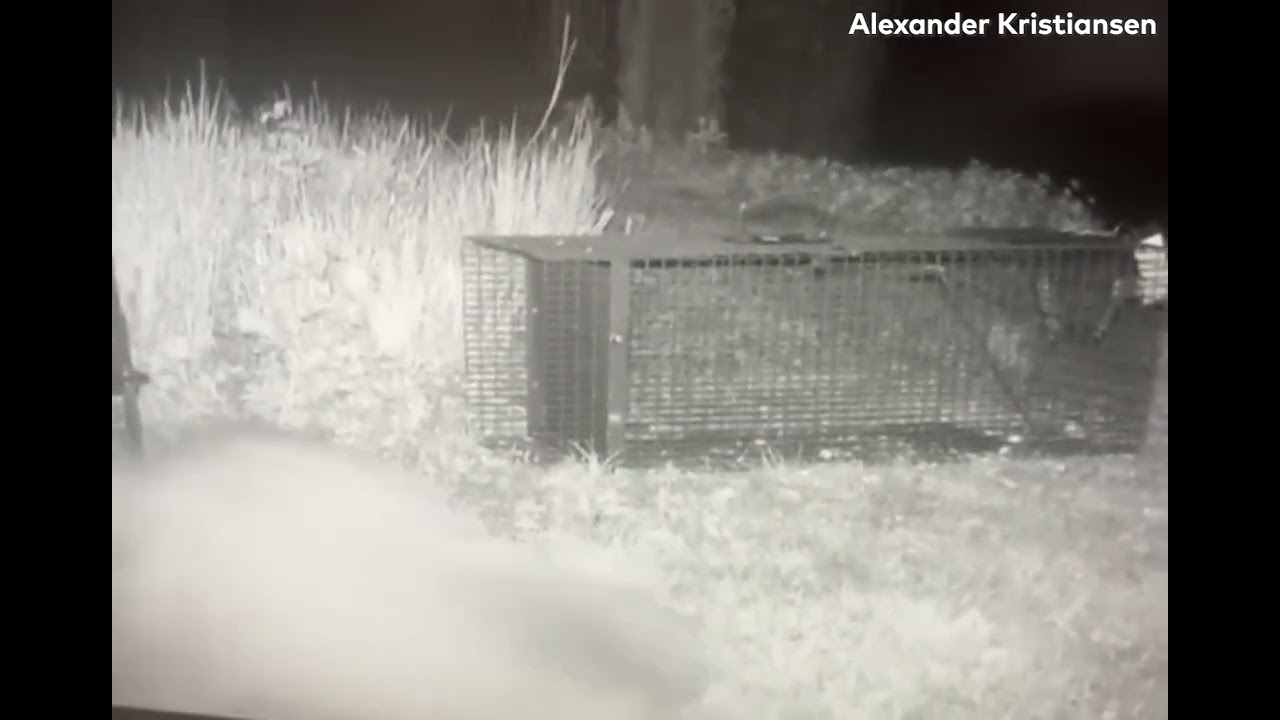 Clever Raccoon Escapes From Live Trap || ViralHog