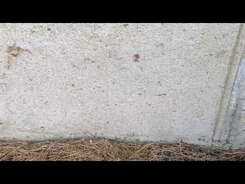 Following the Ant Trail in Freehold, NJ