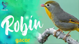 Download lagu Masteran Serta Pancingan Burung Robin Gacor Efektif Sebagai Masteran Maupun Pancingan Burung Lomba mp3