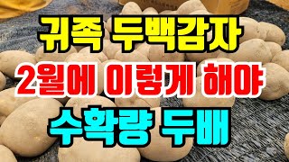 씨감자 귀족 두백감자 2월에 이렇게만 관리하면 수확량도 두배 잘못된 씨감자는 병도 많고 수확량도 줄어요 / …