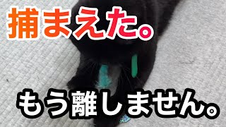 【黒猫】猫じゃらしを絶対に離さない！最後に勝利する保護猫キキが可愛すぎた🐈‍⬛