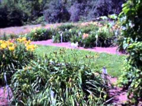 download lagu mp3 mp4 Canning Daylilies, download lagu Canning Daylilies gratis, unduh video klip Canning Daylilies