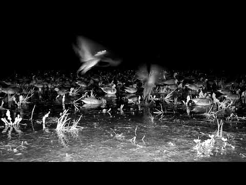 Camille Jansen - Fear of Flying