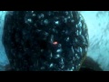 Finding Nemo Keep Swimming