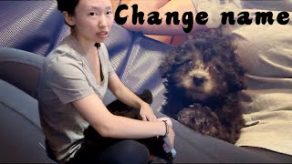 One boy left-Silver toy poodle | 美国灰泰迪宝宝还有1只找家中，正式改名七月啦