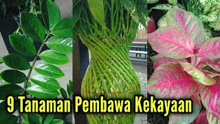 Download lagu Experience the Positive Effects!! Here Are 9 Ornamental Plants That Bring Good Fortune and Luck mp3