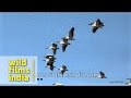 Large flying flock of Great White Pelicans