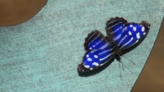 Butterfly Wonderland: A Calming Walk In The Order Of Lepidoptera